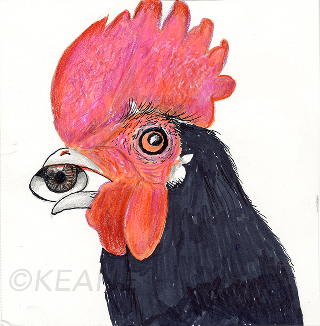 rhode-island-red-rooster-with-eye-B336X5.9